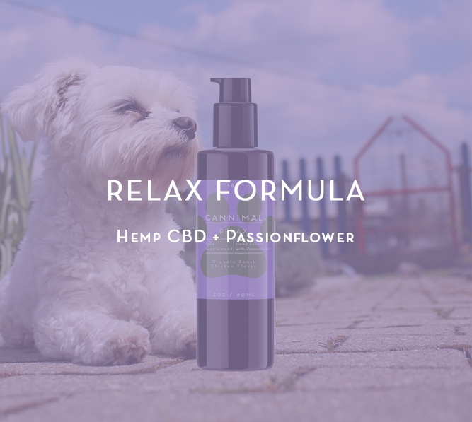 Small white dog relaxing on a patio next to a bottle of Cannimal’s Relax Formula with Hemp CBD and Passionflower.