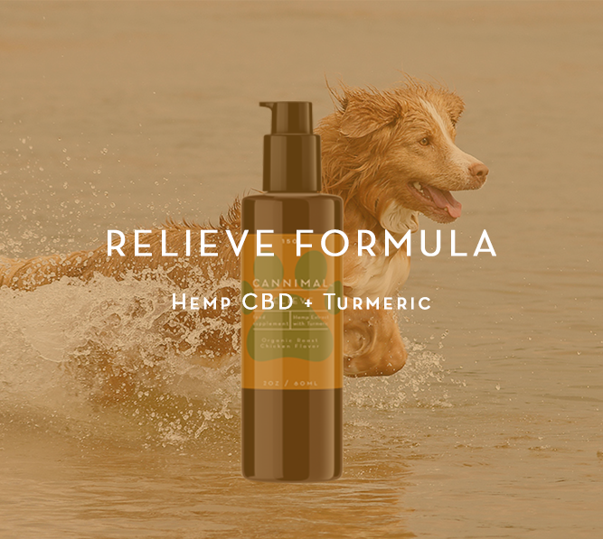 Dog running through water with a bottle of Cannimal Relieve Formula Hemp CBD + Turmeric. The product is designed to help with stress, fatigue, and anxiety in pets.